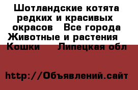 Шотландские котята редких и красивых  окрасов - Все города Животные и растения » Кошки   . Липецкая обл.